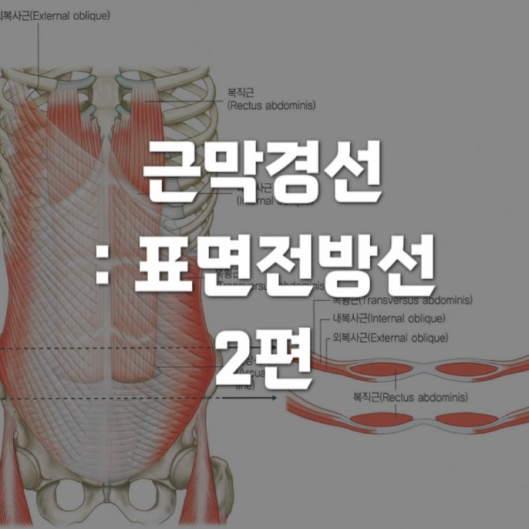 근막경선 해부학 : 표면전방선(SFL) 2 - 복직근부터 두피 근막까지 : 네이버 블로그