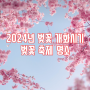 2024년 벚꽃 개화시기 벚꽃 명소 벚꽃 축제 정보