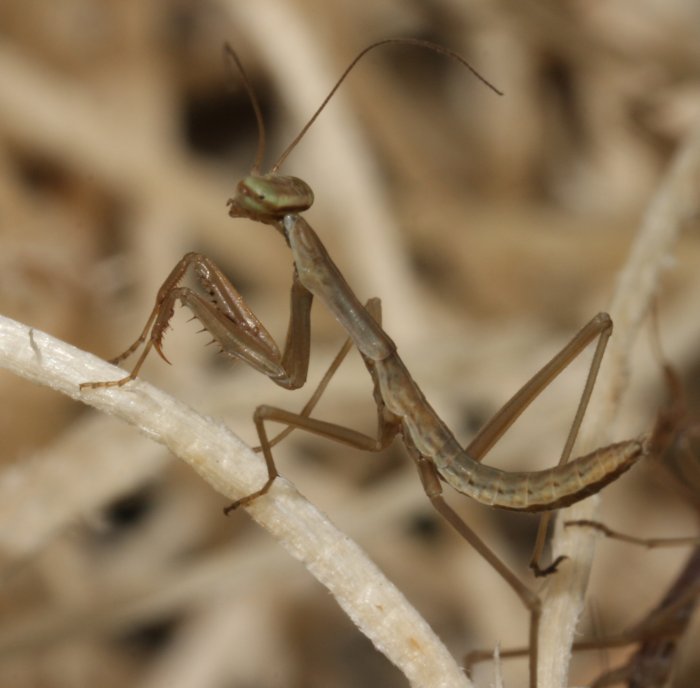 만수동 사마귀제거(Plantar wart excision & Laser Tx)case뒷꿈치가 갈라지면서 아파요[동인천마디정형