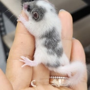 피그미 다람쥐, 겨울잠쥐 분양리스트! 귀여운 피그미 다람쥐 키우기