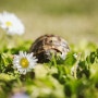 [월드 뉴스] 꽃으로 뒤덮인 거북이 등껍질 어때요?