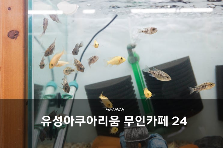 대전수족관, 봉명동 유성아쿠아리움 무인카페24 힐링♥