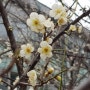 익산 봄꽃 매화 피다