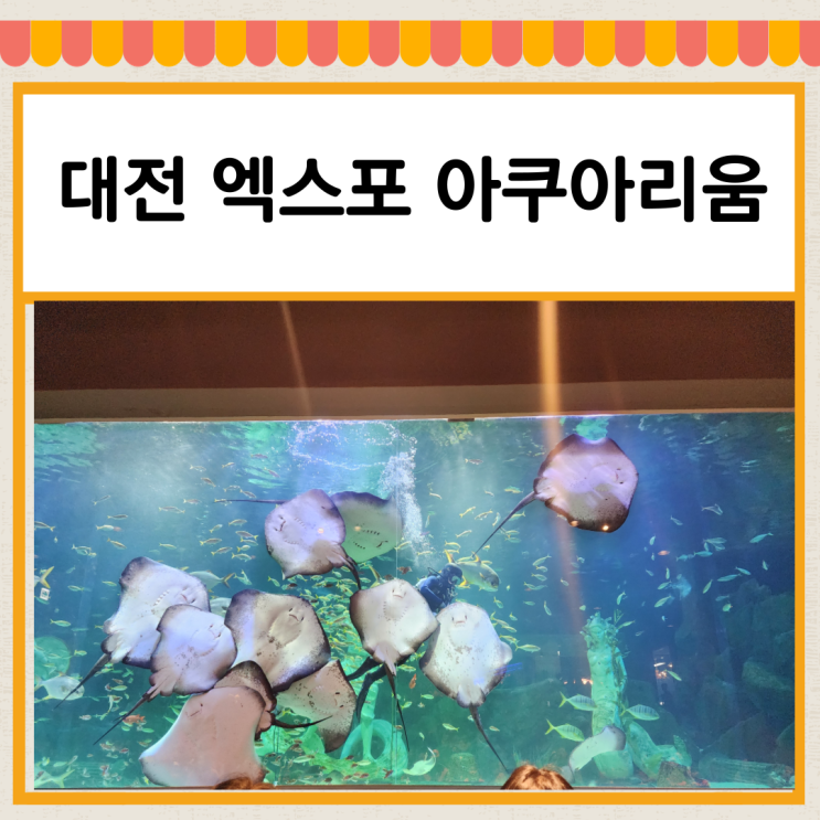 대전 엑스포 아쿠아리움 (신세계백화점 지하) 먹이주기...