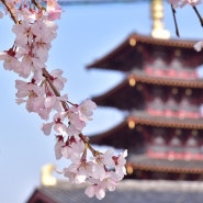 【2024년】오사카에서 벚꽃을 즐길 수 있는 장소