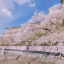 일본(日本) 교토(京都) 벚꽃(さくら)여행 2일차 13.시라카와스지(白川筋)