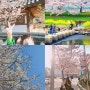 2024 부산벚꽃개화시기 3월 부산벚꽃명소 축제 일정