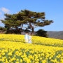 국내 3월 여행지 추천, 2024 봄꽃구경 가볼만한곳 모음집!