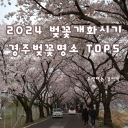 2024 벚꽃 개화시기 경주 벚꽃명소 TOP5