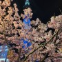 일본 벚꽃여행지 추천 도쿄 카와즈자쿠라 가장 빨리 피는 벚꽃 카와즈벚꽃놀이 명소 스카이트리 뷰 히라이역 공원