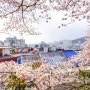 2024 벚꽃 개화시기 및 직접 다녀온 부산 벚꽃 명소 3곳 추천