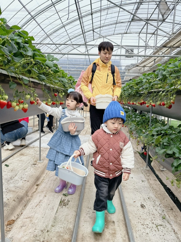 창원 딸기체험 아기랑 딸기따기 경남 동읍 농장 내가키워팜