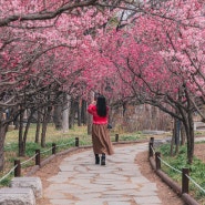 [대구] 빠르게 봄이 찾아오고 있는 국채보상기념공원, 2024 홍매화