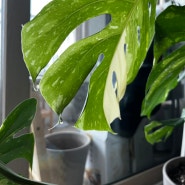 식물 잎 끝 물방울 물맺힘 일액현상 왜 생길까?