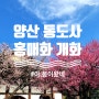 [경남/양산] 통도사 2024년 홍매화 개화 3월 1일 기준