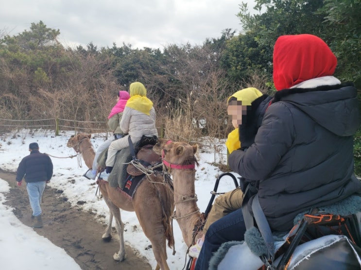 [제주여행] 제주로 여행 가시면 낙타트래킹 꼭 새로운 경험해...