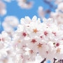 2024년 서울 벚꽃개화시기부터 전국 봄꽃축제는 언제?