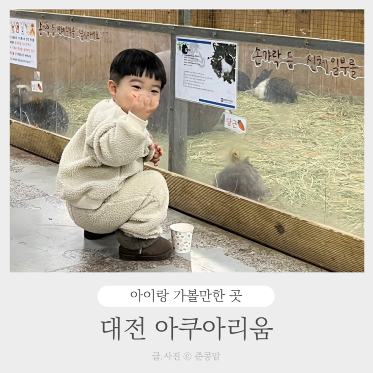 대전 아쿠아리움 아기랑 실내 동물체험 악어쇼 인어공연 시간