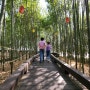 전남 담양 산책하기 좋은 한국대나무박물관