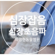 강아지심장잡음/이첨판폐쇄부전증/강아지심장초음파검사
