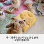 강아지 입질 교육 : 서울애견행동교정 '엄마 잘다녀와'에서 아기 강아지 망고의 입질 교육 받기
