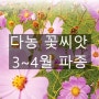 다농 3월 ~ 4월 파종 씨앗 - 꽃씨앗/ 야생화씨앗
