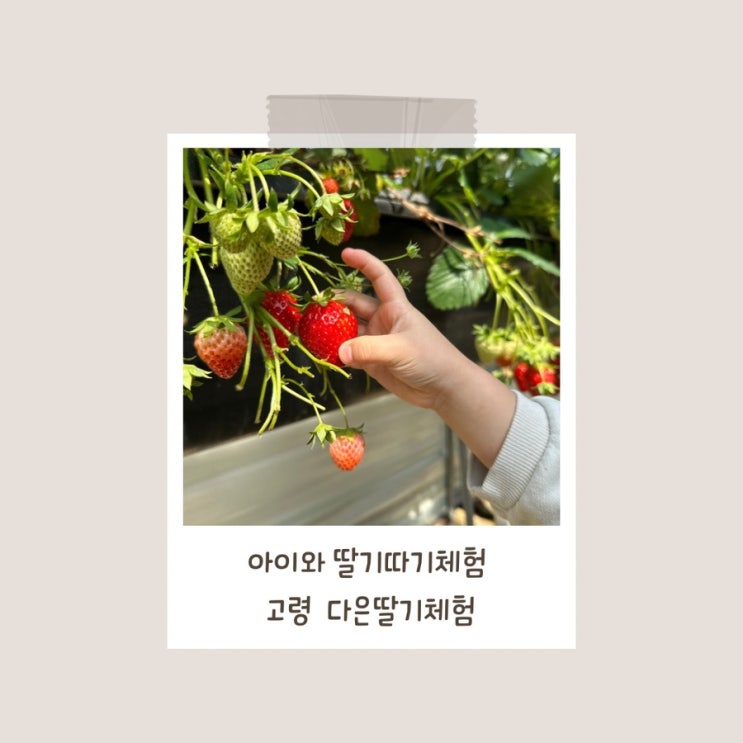 아이와 딸기따기체험 / 고령 다은 딸기 농원