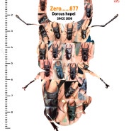 [숲속의작은친구들/바부르마트] 왕사슴벌레 육종 16년 사육의 묘미