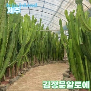 김정문 알로에 제주 성산 알로에숲 무료 실내 식물원 가는법