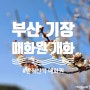 [부산/기장군] 매화원 2024년 매화꽃 개화 3월 2일 기준