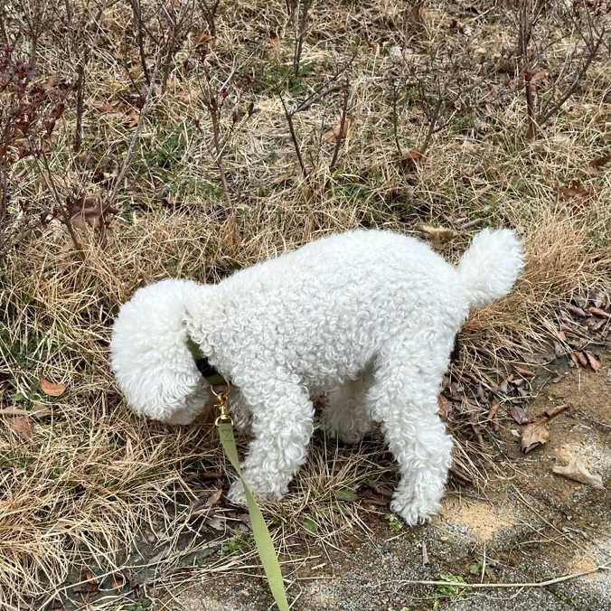 강아지 변비 묽은똥 피똥 증상에 따른 대처방법 : 네이버 블로그