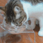 고양이밥그릇 물그릇까지 가능한 세한아크릴 펫테이블 2구
