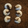봄 대비를 위한 장수풍뎅이 애벌레 발효톱밥 먹이 교체 주기