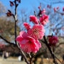 후쿠오카 오호리공원 가는법과 입장료, 방문 후기