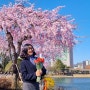 서울 벚꽃 개화시기 가볼만한 곳 건대 호수 일감호