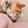 일본 유후인 마메시바카페 강아지 러버들은 꼭 가야 하는 곳