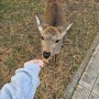 오사카 자유여행_오사카근교 나라 사슴공원,나라공원