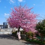 오사카 도쿄 벚꽃 후쿠오카 여행 2024 일본 벚꽃 개화시기