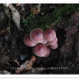 적갈색애주름버섯