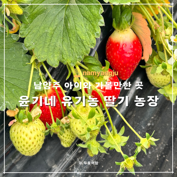 경기도 남양주 5살 아이와... 곳 윤기네 유기농 딸기 농장 체험