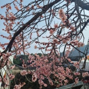 광양매화축제