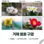 거제 봄꽃을 모두 볼 수 있는 장승포펜션 - 매화 동백 마취목 수선화 삼지닥나무