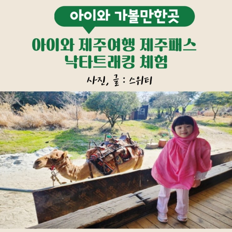 아이와 제주여행 제주패스 낙타트래킹 체험