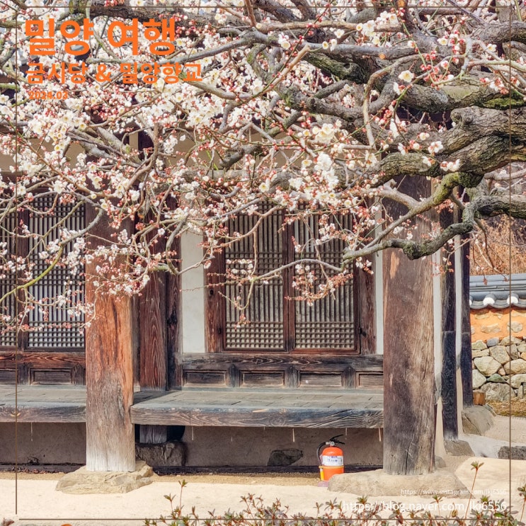 밀양 향교 및 금시당 봄 여행지 매화 개화 상황