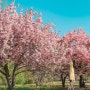 화려한 봄날의 피날레는 <경주 불국사>에서.