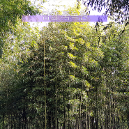 해씨네: 담양여행 죽녹원 힐링 산림욕 울창한 대숲, 신년운 운수대통길로 보충!!!
