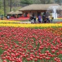 부천 봄꽃구경 가볼만한곳 자연생태공원 식물원 무릉도원수목원 튤립 축제