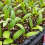 [영월나우리터] 유기농 고추 재배 - 모종 집 옮겨주기/가식