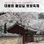 2024년 경주 벚꽃축제 긴급연기 대릉원 돌담길 벚꽃 포토존 주자팁 개화상태