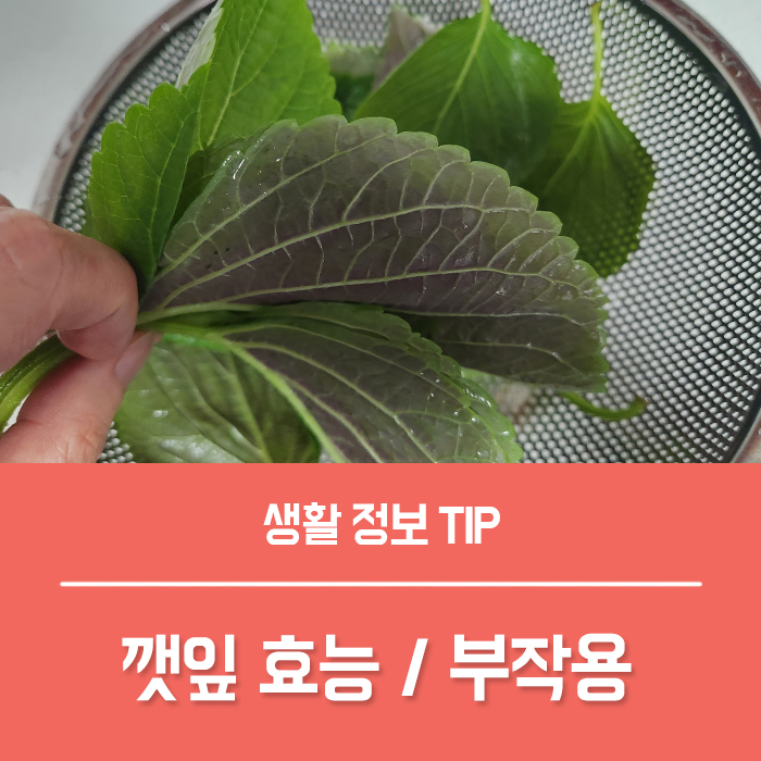 깻잎 효능 5가지, 보관법 부작용은? : 네이버 블로그